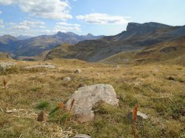 ansotiello trikuharria