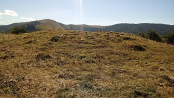 Ugaibel trikuharria (2020)