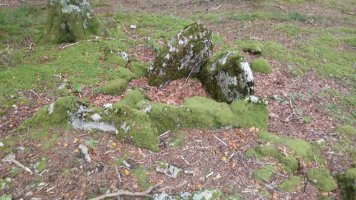 Zubarrieta trikuharria