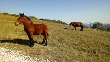 Moxala eta behorra Ireber aldean