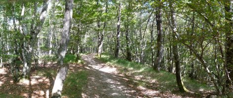 Beuntza Gaineko galurra