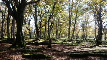 Zurlotz (1224m) gainaldeko pagadia