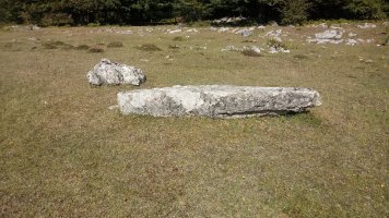 Lezana arrasoa zutarria (2019)