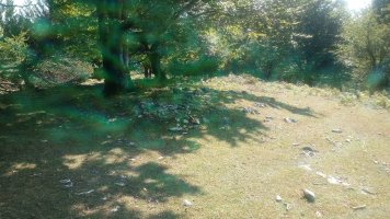 Lezana arrasoa trikuharria