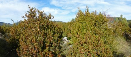 Gailurra, ezpelen erdian