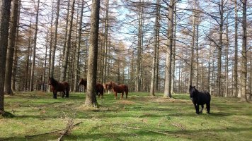 Asalditza (789m) gaina