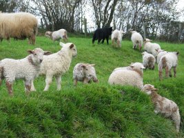 Arkumeak bide bazterreko larrean jolasean