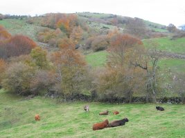 Illaun aldeko larrean SantaAgeda aldetik