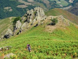 Hartxahaleko gandorra: goi aldean