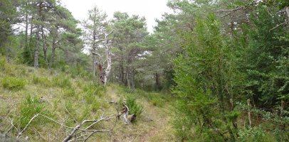 Etarteko lepoko bidea