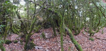 Ermitako hondakinak, ikusgaitz basoan