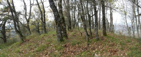 Enaburuko gainaldeko basoa