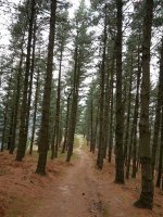 Iparraldeko hegiko bidea