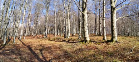 Altzaniako pagadi garbiak