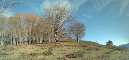 Ziordia aldeko larreak