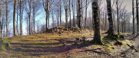 Saratxakolegi trikuharria