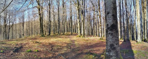 Altzaniako pagadi garbiak