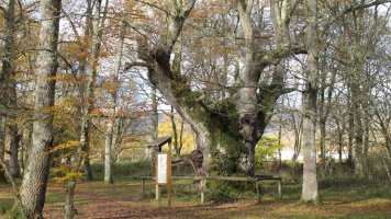 Beheitiko Landako Haritza, Jauntsarats-Basaburua