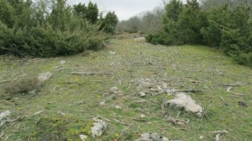 Itaida III trikuharria, Entzia