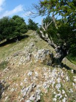 Tontorraren inguruko larreak