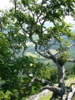 Pagoa tontorraren inguruan