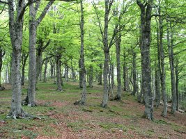 Tontorraren inguruak