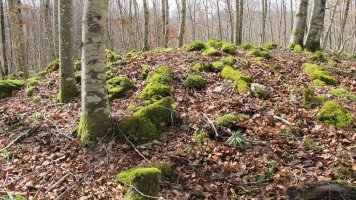 Bagaia tumulua, Entzia