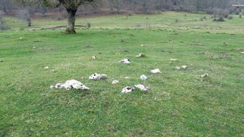 Legaire XIV harrespila, Entzia