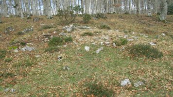 Igurita trikuharria, Entzia