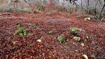 Berjalaran 2 hego trikuharria, Donemiliaga