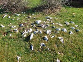 Legaire Bidea Tumulua