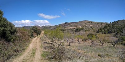 Bidea mahasti eta fruitaarbolen artean