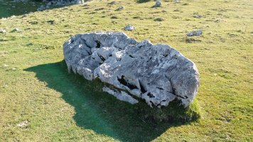 Lizarraga zutarria 1