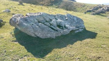 Lizarraga zutarria 3