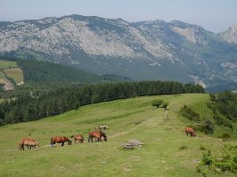 Ipar-mendebaldeko hegia