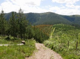 Idubaltza, Bikirrio aldetik ikusita