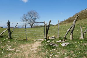 Ataka Lizarbakarra lepoan