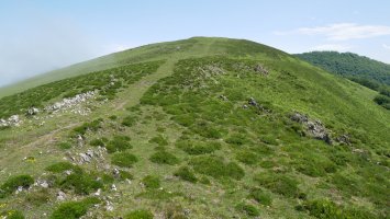 Axexuluta tumulua HMko bizkarrean