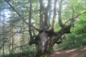 Haya trasmocha de Altzo  (Junio 2021)