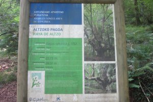 Haya de Altzo  (Junio 2021)