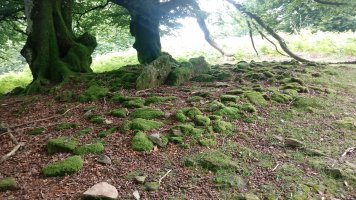 Jeneralen Tonba trikuharria