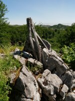 Aitzegigaina tontorra