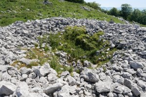 Murkuruko Arripila trikuharria