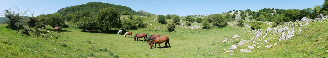 Balenkalekuko larreak