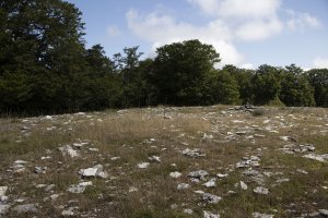 Akuetxiki eraztun tumuloa