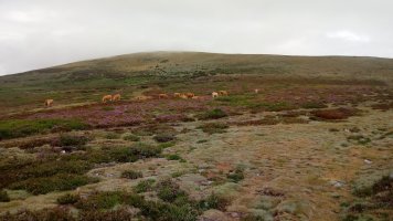Gorbeia (1482m) Pagazuri aldeko igoeratik