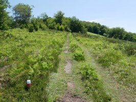 Gorostieta aldeko bidea