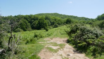 Intsusako Harmala, Gorako larreetatik