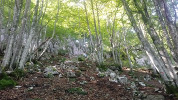 Iraule (1507m) Sakon Haundiko senda 3