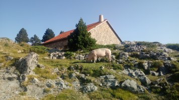 Urdea larrean Ernaitz lepoko babeslekuan